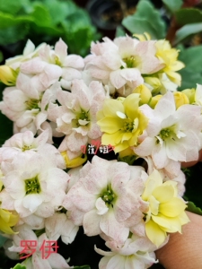 长寿花枝条小苗 重瓣经典品种～罗伊