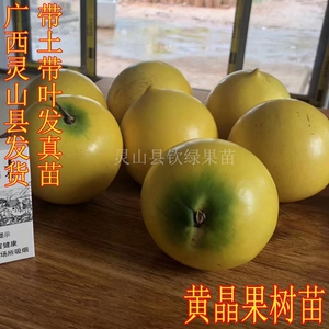 黄晶果树苗黄金果树苗冬蜜黄晶果大果品种四季可栽南方种地栽盆栽