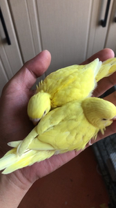 出售黄红眼虎皮鹦鹉,刚独立,可上手,50一只