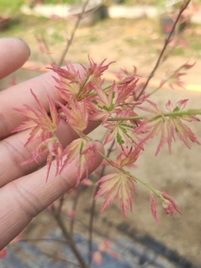 000人付款淘宝新款日本红枫树苗庭院种植南方北方名g贵风景树小苗出