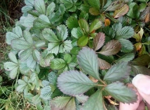 中药材野生新鲜五皮风五爪龙 蛇含草蛇含萎陵菜 五叶梅五匹风5