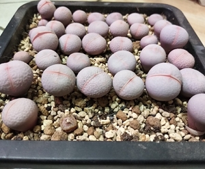 生石花南蛮玉高尔夫,15一棵,满60包邮,可挑,里面有棵双头