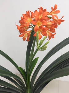 青岛大叶君子兰