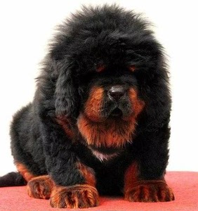 出售藏獒犬 纯种藏獒幼犬血统藏獒 巨型藏獒 特价包邮