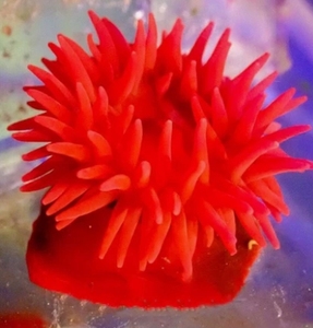 火山海葵 火山葵会生小宝宝哦 红海葵100元6个全国包邮