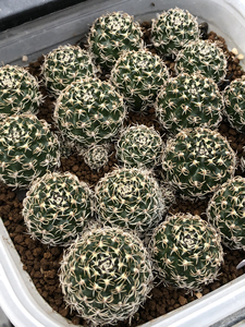 仙人球乌艳丸方便面,刺很特别,开红色大花,标价为单颗价格.