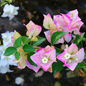 全新 小画报末代皇后三角梅新品种攀缘花卉爬藤超勤花品种花园阳