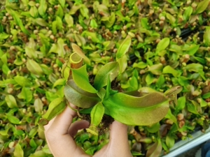 盖亚猪笼草,穴盘苗批发,要的联系,价格私聊,量多价优,图片现