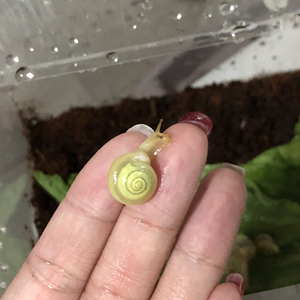 果冻蜗牛～宠物活蜗牛 枝巴蜗牛 米氏巴蜗牛 黄色小蜗牛