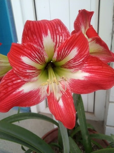 东北女王朱顶红