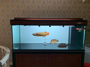 龙潭新兵彩蝶鱼缸