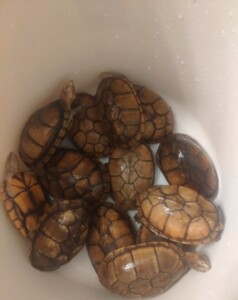 之后陆续会有斑纹苗子发布,优先出北京本