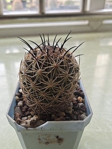 仙人球  顶花球属  狮子奋迅  实生  已出中刺  未开过