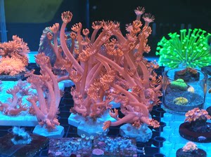 红单包珊瑚，须子出来有10厘米左右，超级长，标价为一盘价格，