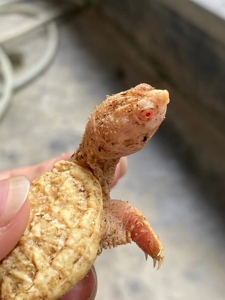 人工合法养殖变异白化红眼鳄龟苗