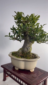 日本矮霸金豆微型盆景盆栽实物老桩精品进口