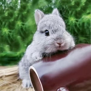 宠物兔金吉拉侏儒兔活物迷你兔子弟弟妹妹都有长不大活物宠物兔