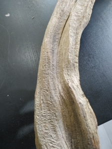 太行崖柏鱼鳞黑骨.930克.50 x30