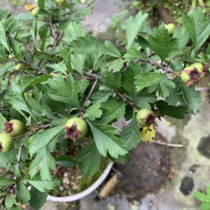 浙江山里红,小叶山楂,野山楂盆景,带果发货,一物一拍.