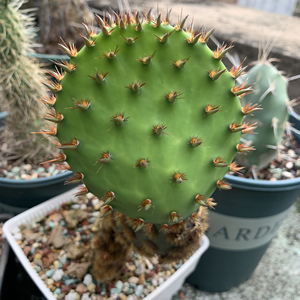 观赏点为尺寸圆绿搭配金色的芒刺,尤如一个个