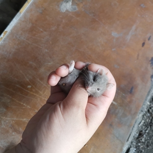 一线坎贝尔仓鼠 紫罗兰 ,25一只可打包,mm 15 运费2