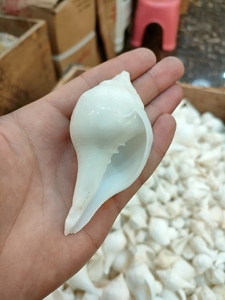 右旋海螺藏传佛教用品尼泊尔天然白海螺