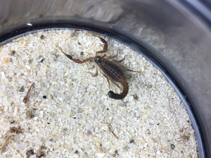 刚果红鳄背蝎单性繁殖品种4l苗子