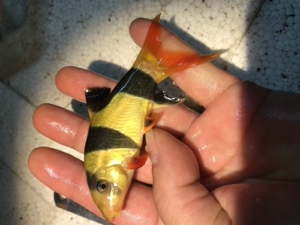 三间鼠鱼4-5公分10元一只.5只65包邮小丑泥鳅 皇冠三间