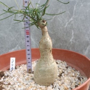 柳叶麒麟 多头块根 多肉植物 大戟科 庭院办公室绿植盆栽