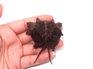 双头鳄龟连体鳄龟变异鳄龟中美佛鳄双头连体