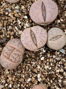 荒玉c374生石花 两年 满50包邮不挑 不挑 随机发.