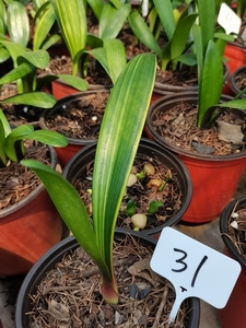 君子兰花苗子彩兰一颗38包邮,这是一颗毛兰串彩兰,立相好!尖