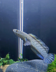 转鬼王蓝宝石雷龙鱼,25cm,自养鱼,限四川自贡地区上门自提