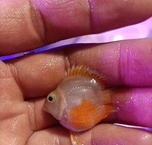 迷你鹦鹉第一张是鱼缸灯下拍的,剩下三张是白灯下面拍的,不是白