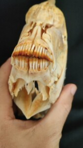 鱼头骨标本,完整,脱脂干净,实物拍摄,现货最低价格出售,谢绝