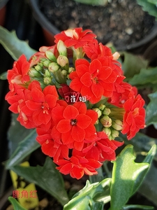 长寿花重瓣～鹿角系列六色(红,黄,白,粉,橙,玫红)