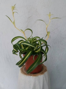 现货 |  法国女郎卷叶吊兰