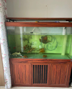 龙鱼缸,超白鱼缸,海鲸底过滤,灯泵滤材齐全,带灯架,尺寸15