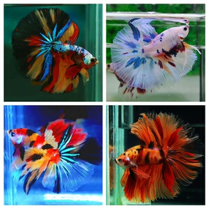 糖果半月鱼苗 泰国斗鱼糖果星河虎斑白糖彩糖koi半月特