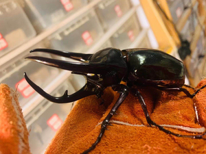 jc南洋cck大兜虫,幼虫,甲虫,l3一只