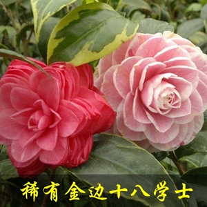 【十八学士茶花】十八学士茶花品牌,价格 - 阿里巴巴