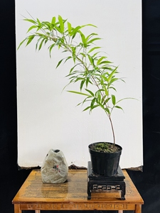 日本朱竹 紫寒竹盆景盆栽