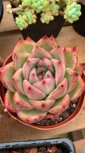 奶油皮蛋 皮蛋东云 多肉植物