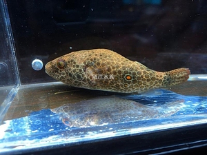 哈雷狗头鱼,湄公河斑腰单孔鲀,肉食性猛鱼,观赏鱼,原生鱼,气