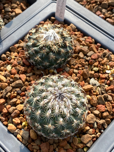 伊莎贝拉 娇丽属 实生仙人球