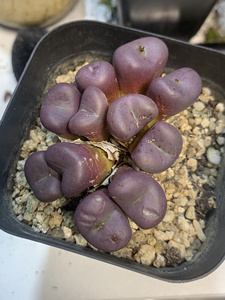 红小丁紫小丁肉锥,都是年份大的群生,未爆头,爆头基本都是1爆