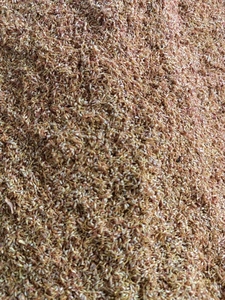 凉粉籽,霹雳果籽,5斤包邮