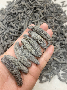 小黑刺参/也称尖刺海参