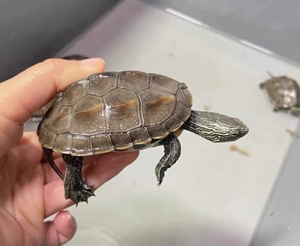 (免费领)花杂草龟 花草杂 乌龟中华草龟花龟 3-4一对9.