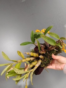 橘子香水石斛和翅梗种一起,两个开花都香味浓郁,矮胖粗苗,连火